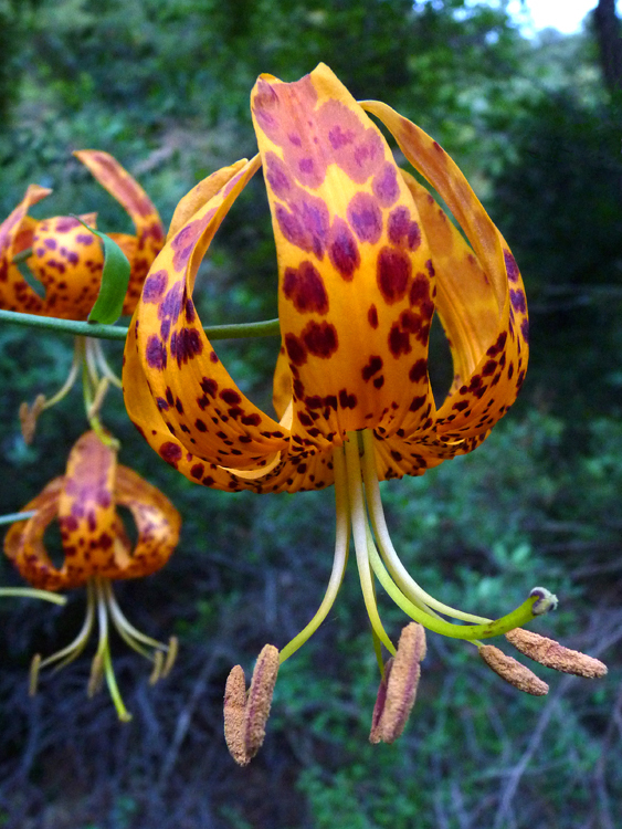 Image of Humboldt's lily