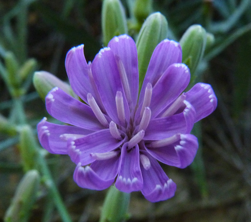 Image of chicoryleaf wirelettuce