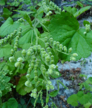 Image of roundleaf brookfoam