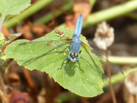 Imagem de Pachydiplax longipennis (Burmeister 1839)