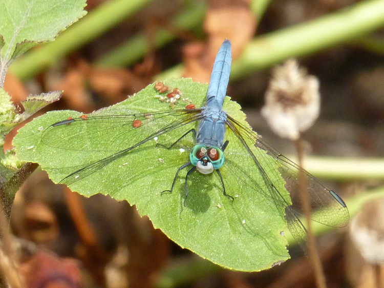 Image of Blue Dasher