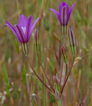 Sivun Brodiaea appendiculata Hoover kuva