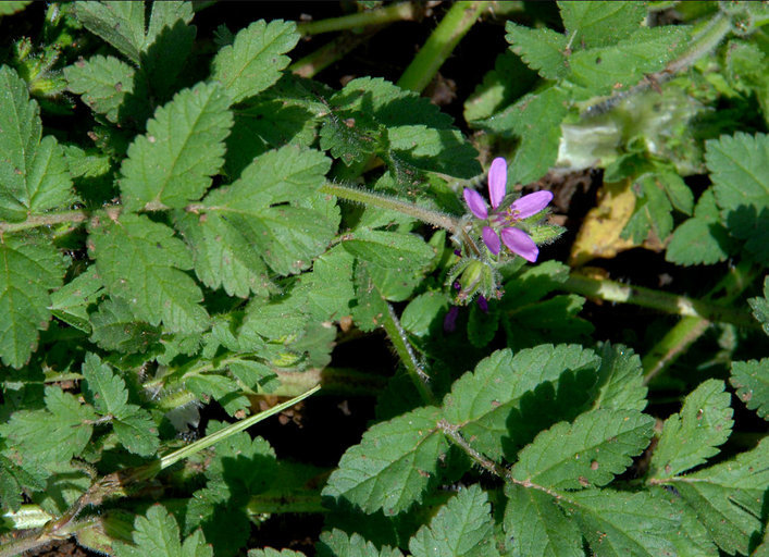 Слика од Erodium moschatum (L.) L'Her.