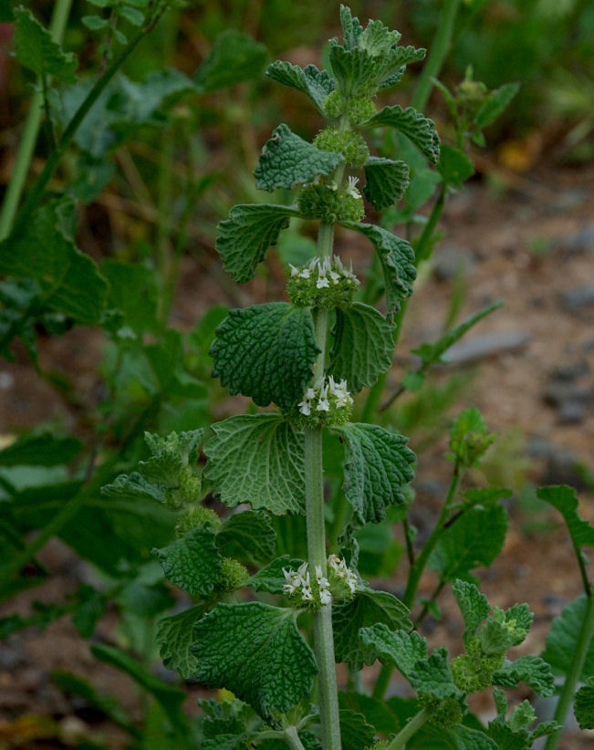 Image of horehound