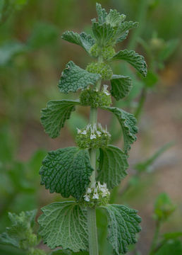 Image of horehound