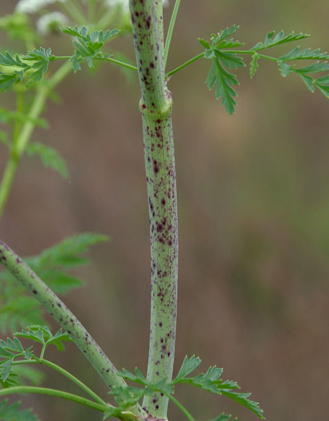 Imagem de Conium maculatum L.