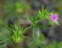 Imagem de Geranium dissectum L.