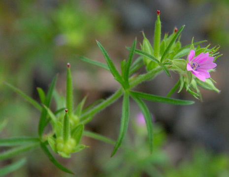 Plancia ëd Geranium dissectum L.