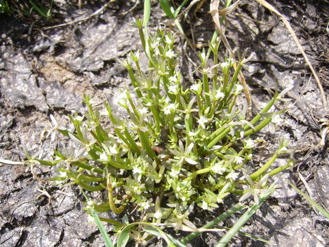 Image of Dwarf Calico-Flower