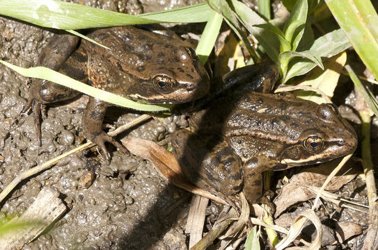 Image of California Red-legged Frog