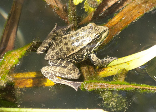 Image of California Red-legged Frog