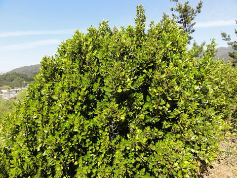 Image of Italian buckthorn