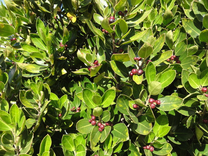 Image of Italian buckthorn