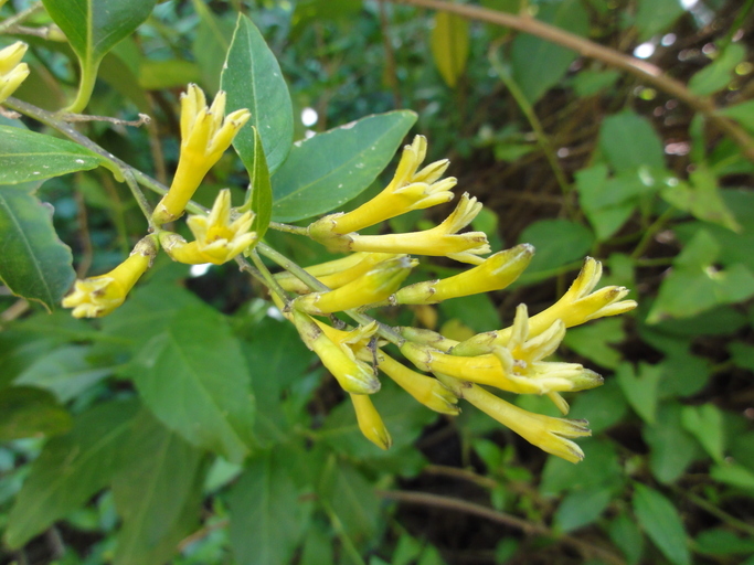 Image of Chilean jessamine