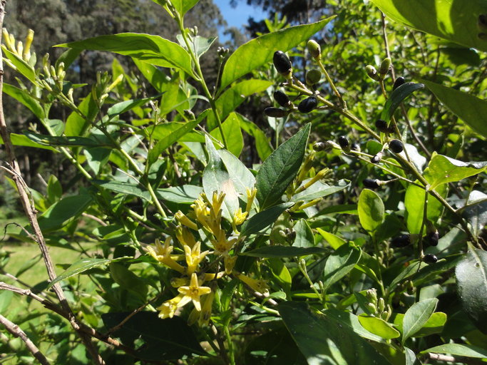 صورة Cestrum parqui (Lam.) L'Her.