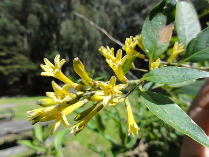 Image of Chilean jessamine