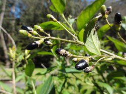 Image of Chilean jessamine