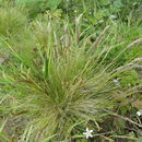 Image of Pacific hairgrass