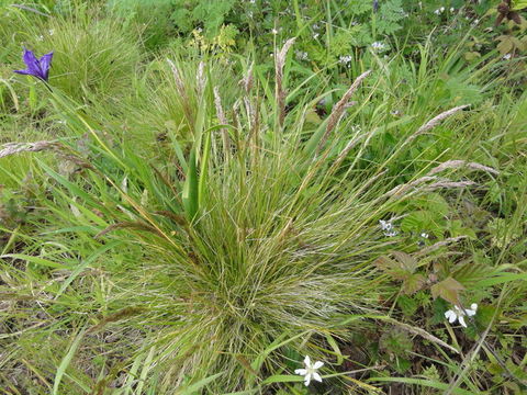 Image of Pacific hairgrass