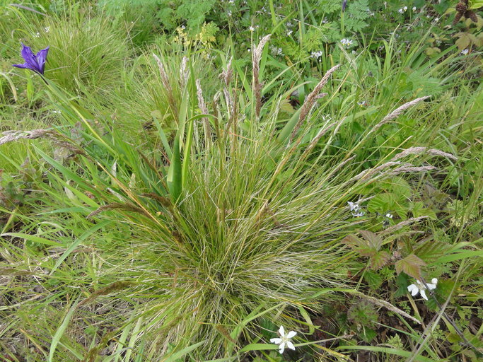Image de Deschampsia cespitosa subsp. holciformis (J. Presl) W. E. Lawr.