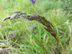 Image de Deschampsia cespitosa subsp. holciformis (J. Presl) W. E. Lawr.