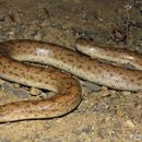 Image of Desert Sand Boa