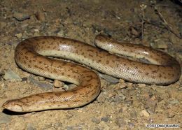 Image of Desert Sand Boa