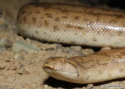 Image of Desert Sand Boa