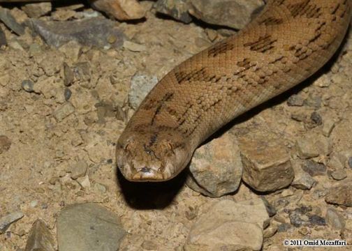 Image of Desert Sand Boa