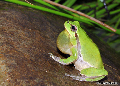 Image of Hyla orientalis Bedriaga 1890