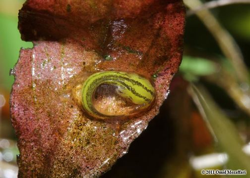 Image of Southern Crested Newt