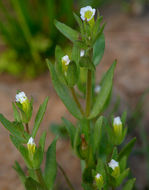 Image de Gratiola ebracteata Benth. ex A. DC.