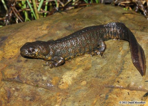 Image of Southern Crested Newt