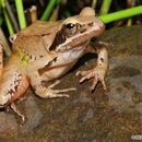 Sivun Rana pseudodalmatina Eiselt & Schmidtler 1971 kuva