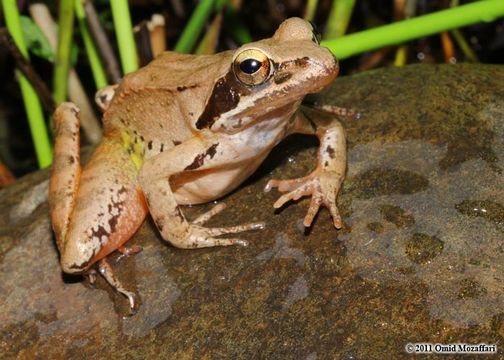 Image of Rana pseudodalmatina Eiselt & Schmidtler 1971