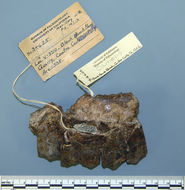 Image of Procamelus