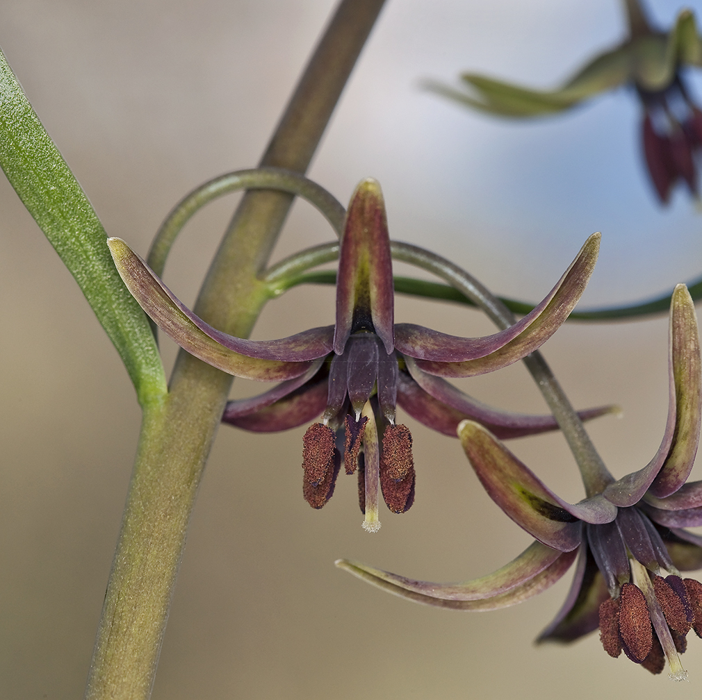 Fritillaria brandegeei Eastw. resmi