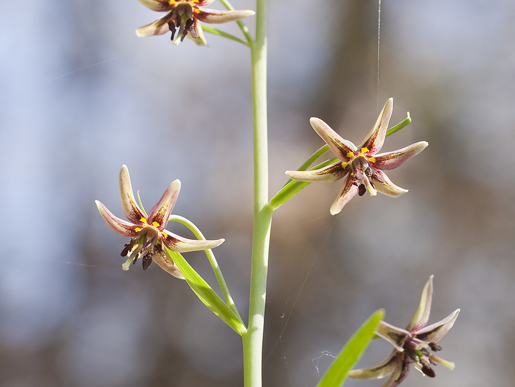 Fritillaria brandegeei Eastw. resmi