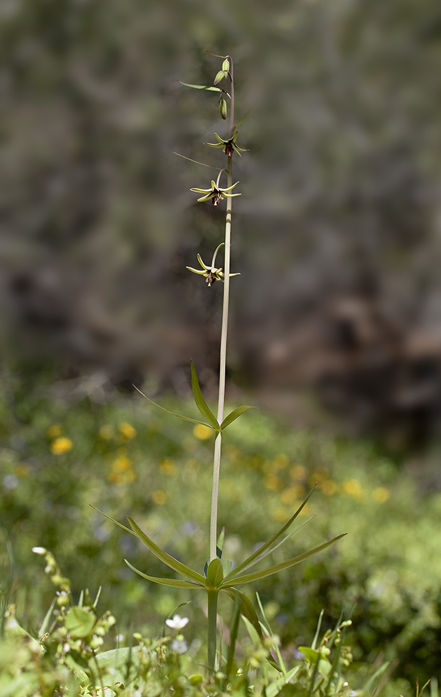 Fritillaria brandegeei Eastw. resmi