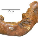 Слика од <i>Gomphotherium cingulatum</i>