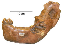 <i>Gomphotherium cingulatum</i> resmi