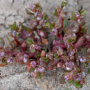 Image of Red-Stem Waterwort