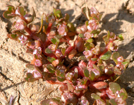 Image of Red-Stem Waterwort