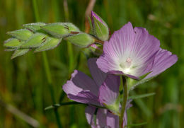 Слика од Sidalcea hirsuta A. Gray