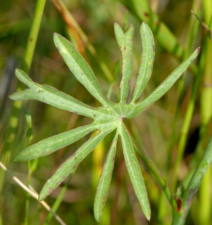 Слика од Sidalcea hirsuta A. Gray