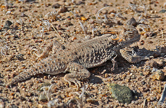 Image of Flat-tailed Horned Lizard