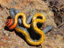 Image of Ring-necked Snake