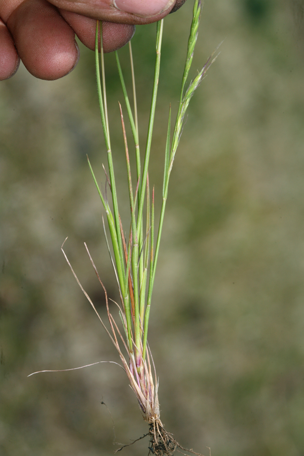 Image of <i>Festuca microstachys</i>