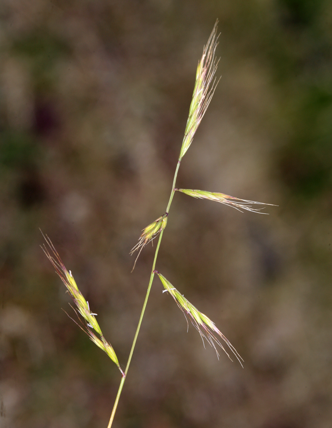 Image of <i>Festuca microstachys</i>