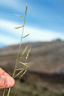 Image of <i>Festuca microstachys</i>